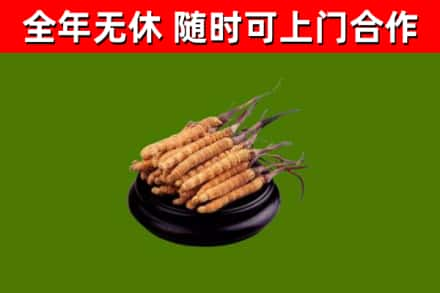 梓潼回收冬虫夏草